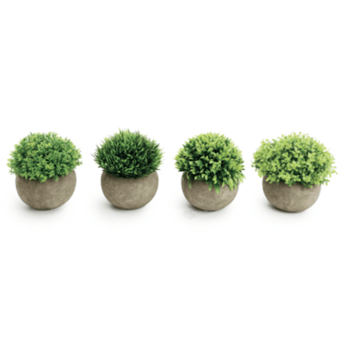 Planta Permanente Gramíneas Em Vaso De Cimento 12Cm - Cromus