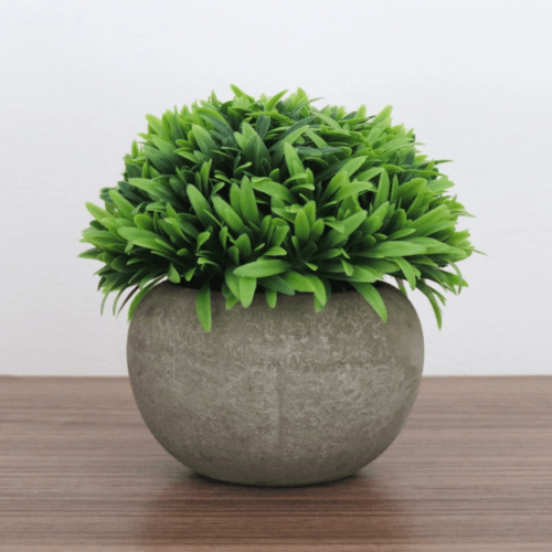 Planta Permanente Gramíneas Em Vaso De Cimento 12Cm - Cromus - Image 2