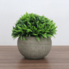 Planta Permanente Gramíneas Em Vaso De Cimento 12Cm - Cromus - Image 3