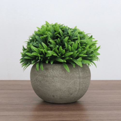 Planta Permanente Gramíneas Em Vaso De Cimento 12Cm - Cromus - Image 3